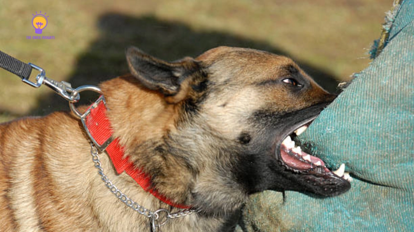 What Does It Mean When You Dream About Being Bitten by a Dog?