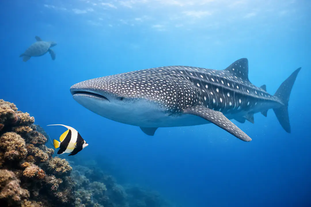 whale shark guanacaste costa rica guide