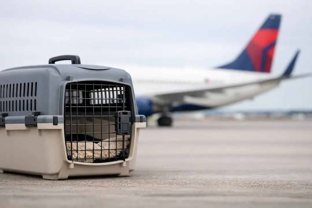 delta flight dog diversion msp incident